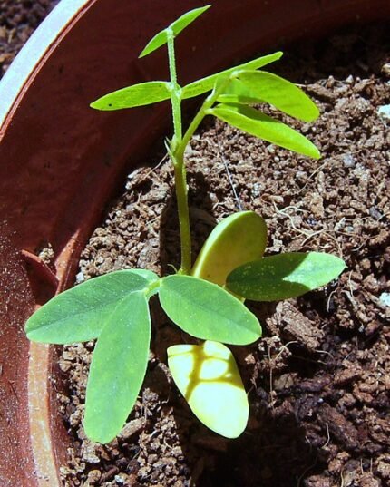Jonge Tipuana-plant in een pot op een heldere achtergrond.