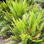 Todea barbara varen met weelderige groene bladeren in botanische tuin.