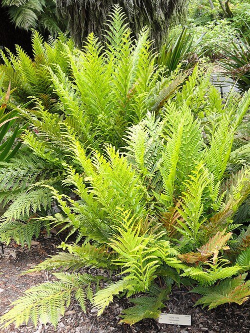 Todea barbara varen met weelderige groene bladeren in botanische tuin.