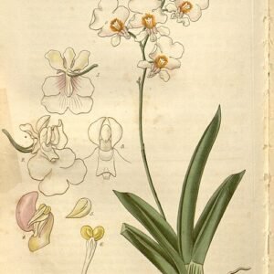 Tolumnia pulchella orchidee met gele bloemen en groene bladeren op witte achtergrond.