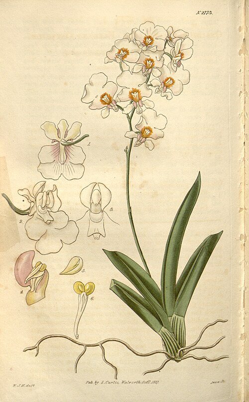 Tolumnia pulchella orchidee met gele bloemen en groene bladeren op witte achtergrond.