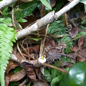 Tolumnia variegata orchidee met felgekleurde bloemen en groene bladeren.