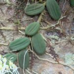 Bloeiende Dendrobium linguiforme-orchidee in wit en paars tegen groene bladerenachtergrond.