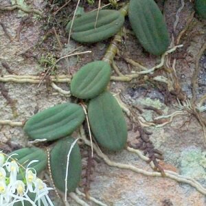 Bloeiende Dendrobium linguiforme-orchidee in wit en paars tegen groene bladerenachtergrond.