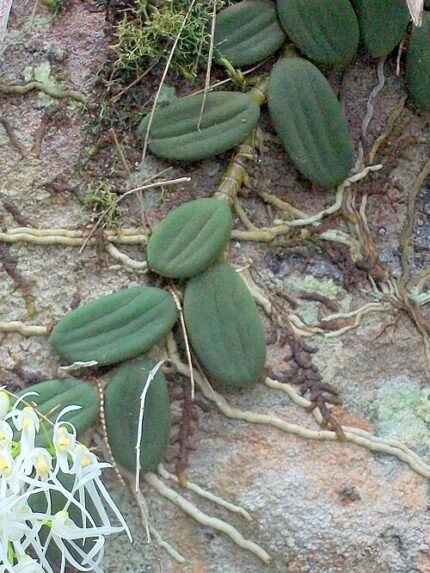 Bloeiende Dendrobium linguiforme-orchidee in wit en paars tegen groene bladerenachtergrond.