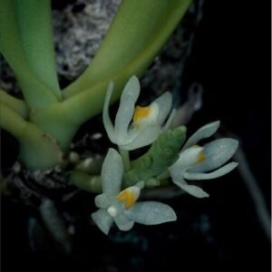 Purple-hued Trachoma speciosum flowers with delicate petals and green leaves.