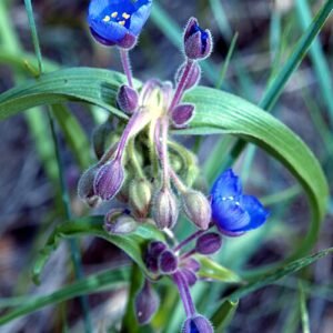 Tradescantia bracteata plant with vibrant green and purple leaves.