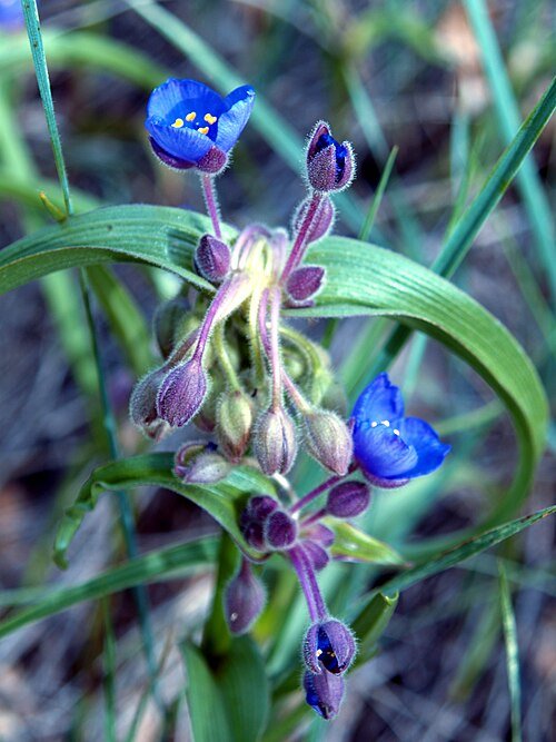 Tradescantia bracteata plant with vibrant green and purple leaves.