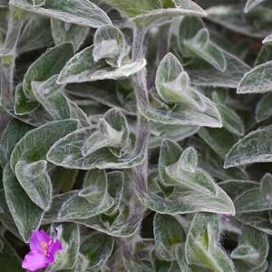 Tradescantia sillamontana plant met witte behaarde bladeren.
