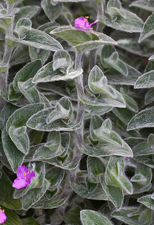 Tradescantia sillamontana plant met witte behaarde bladeren.