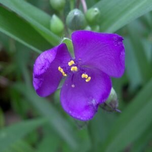Tradescantia virginiana in bloei met paarse bloemen.