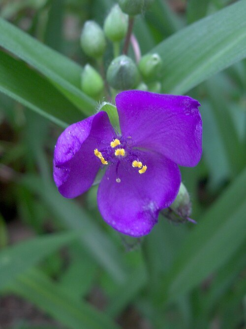 Tradescantia virginiana in bloei met paarse bloemen.
