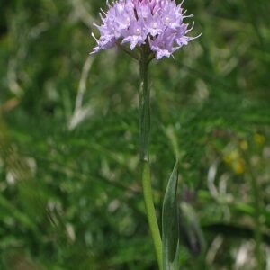 Traunsteinera bloem met paarse bloemblaadjes en groen blad op natuurlijke achtergrond.
