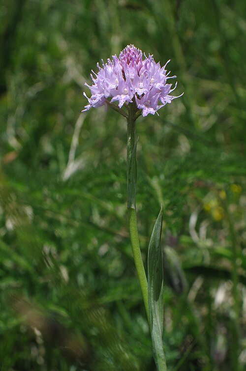 Traunsteinera bloem met paarse bloemblaadjes en groen blad op natuurlijke achtergrond.