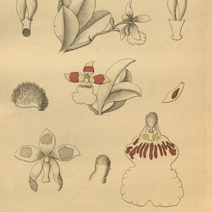 Trichocentrum orchideeën in zachte gele en roze tinten, met groene bladeren.