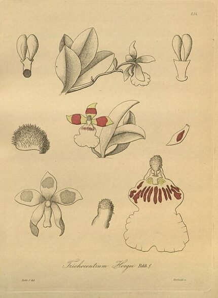 Trichocentrum orchideeën in zachte gele en roze tinten, met groene bladeren.