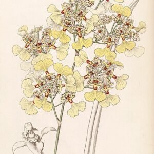 Trichocentrum lacerum orchidee bloemen in geel en bruin op groen blad.