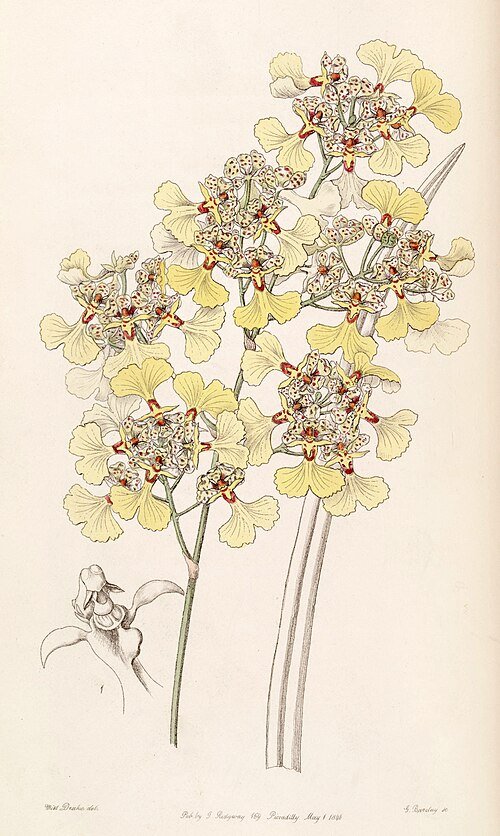Trichocentrum lacerum orchidee bloemen in geel en bruin op groen blad.