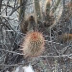 Trichocereus strigosus cactus met roze bloemen in bloei tegen een vervaagde achtergrond.