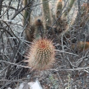 Trichocereus strigosus cactus met roze bloemen in bloei tegen een vervaagde achtergrond.