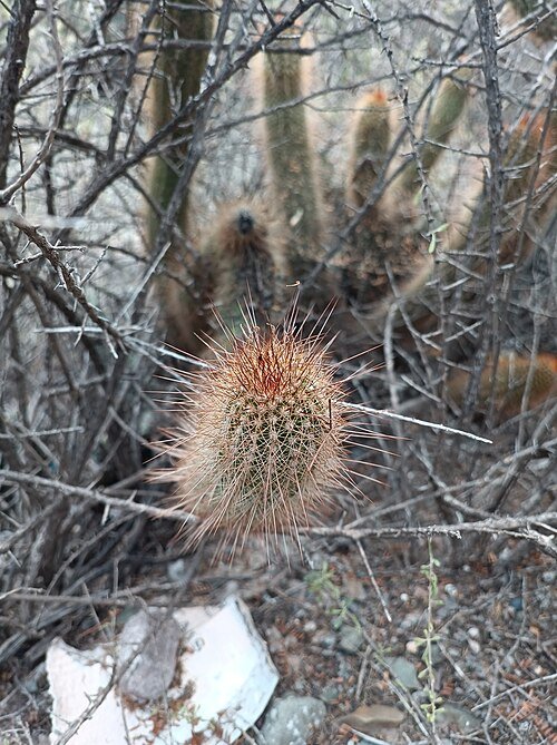 Trichocereus strigosus cactus met roze bloemen in bloei tegen een vervaagde achtergrond.