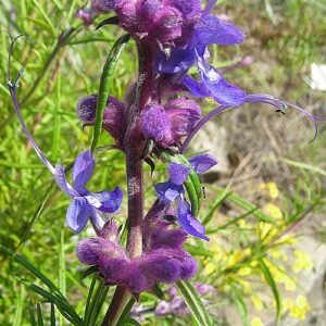 Trichostema lanatum plant met paarse bloemen en grijsgroene bladeren.