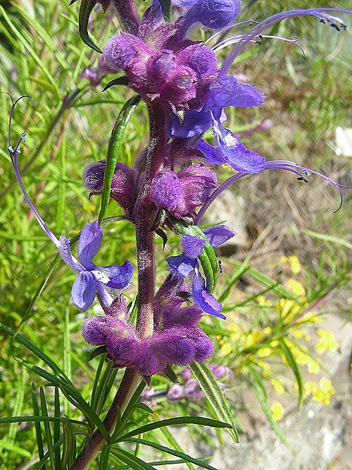 Trichostema lanatum plant met paarse bloemen en grijsgroene bladeren.