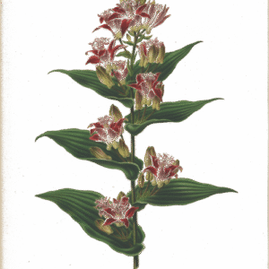 Tricyrtis hirta bloemen in paarse tinten met witte vlekken.