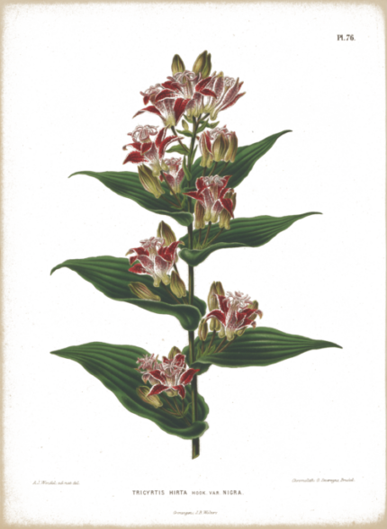 Tricyrtis hirta bloemen in paarse tinten met witte vlekken.