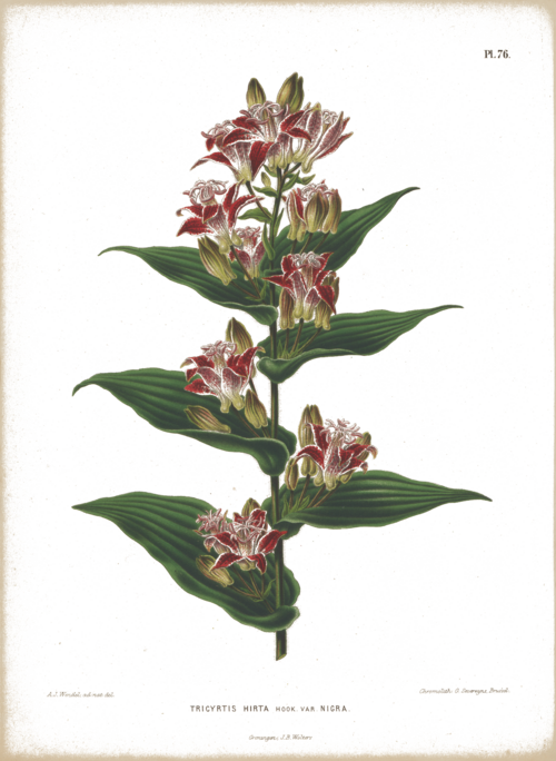 Tricyrtis hirta bloemen in paarse tinten met witte vlekken.