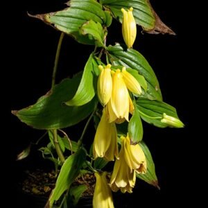 Paarse bloem met gele vlekken en langwerpige bladeren op groene achtergrond.