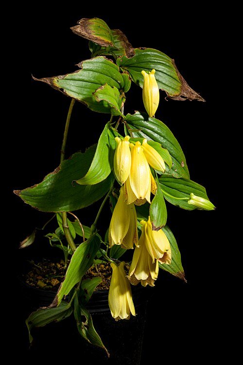 Paarse bloem met gele vlekken en langwerpige bladeren op groene achtergrond.