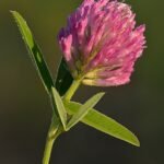 Klaver bloemen op kleigrond, winterharde plant.