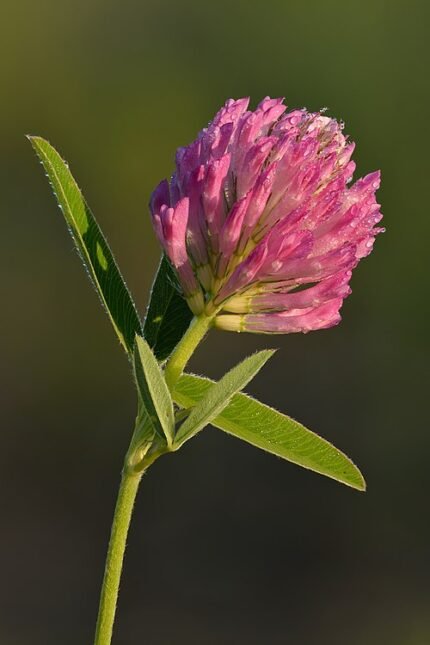 Klaver bloemen op kleigrond, winterharde plant.