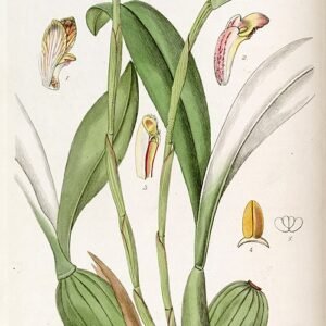 Trigonidium obtusum orchidee met groene bloemen en langwerpige bladeren.