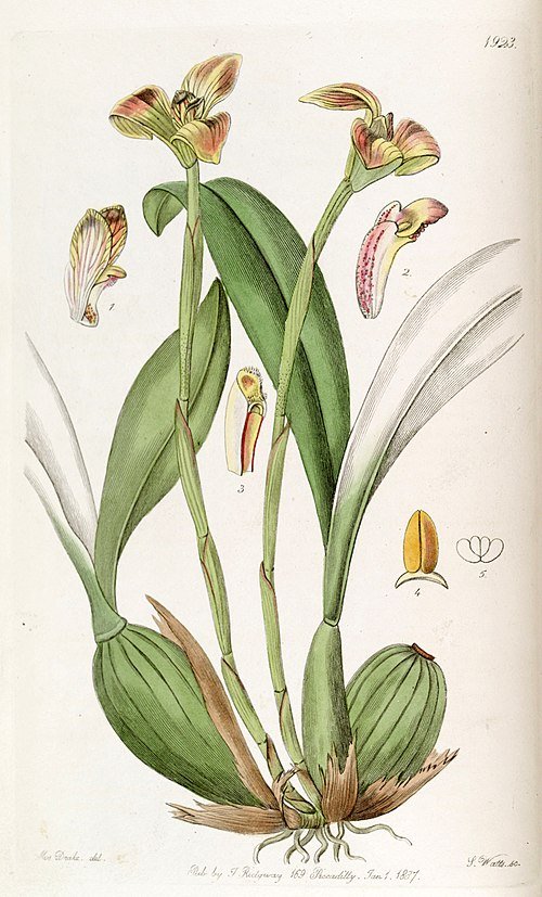 Trigonidium obtusum orchidee met groene bloemen en langwerpige bladeren.