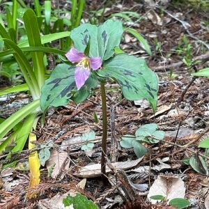 White Trillium ovatum flower with three leaves, close-up on light background.