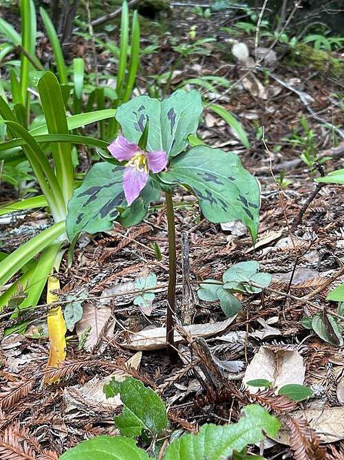 White Trillium ovatum flower with three leaves, close-up on light background.