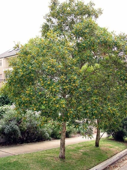 Tristaniopsis laurina boom met groen blad en rode schors.