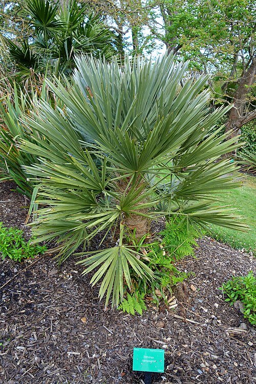 Trithrinax campestris palmboom in Christchurch Botanic Gardens.