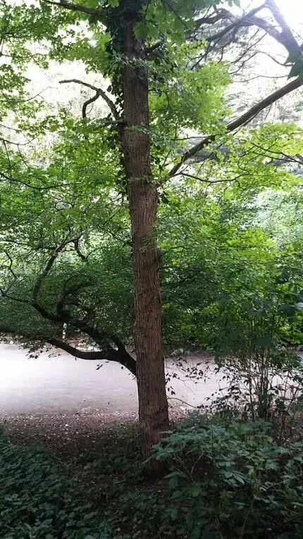 Twisted trunk of Ulmus minor 'Dicksonii' tree in Peasholm Park, Scarborough.