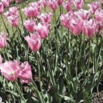 Tulp - Triumph groep in dieproze bloemblaadjes met gele meeldraden.