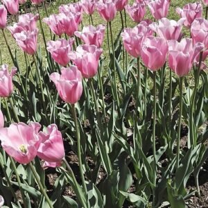 Tulp - Triumph groep in dieproze bloemblaadjes met gele meeldraden.