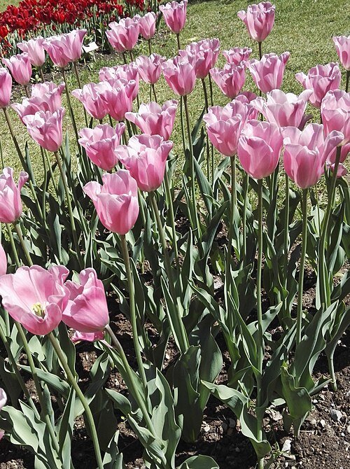 Tulp - Triumph groep in dieproze bloemblaadjes met gele meeldraden.