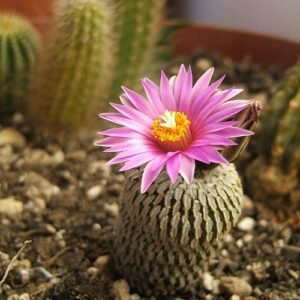 Small round cactus with white spines and light pink flowers.