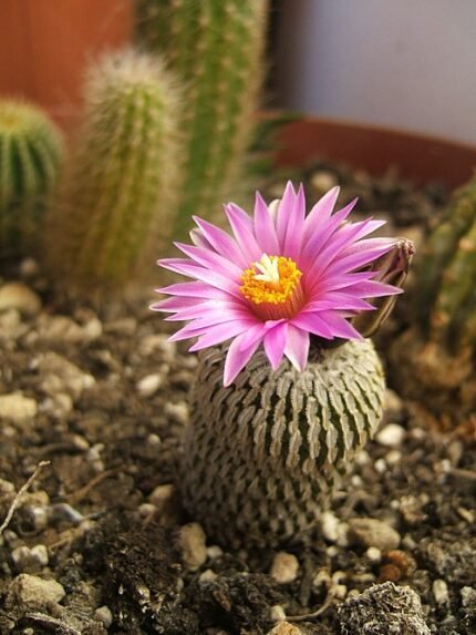 Small round cactus with white spines and light pink flowers.