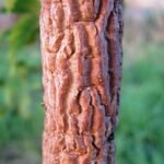 Corky bark of Ulmus minor 'Dehesa de Amaniel' tree with grooves and texture.