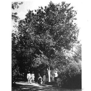Young Chinese Elm tree with vibrant green leaves and smooth bark against sky.