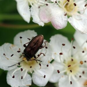 Physocarpus capitatus struik met ronde witte bloemen en groen blad tegen blauwe hemel.