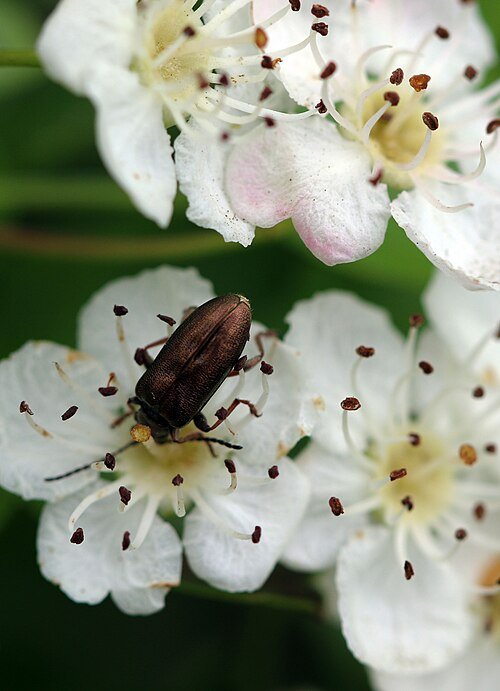 Physocarpus capitatus struik met ronde witte bloemen en groen blad tegen blauwe hemel.